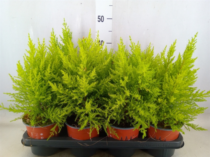 <h4>Cupressus macro. 'Goldcrest Wilma'</h4>