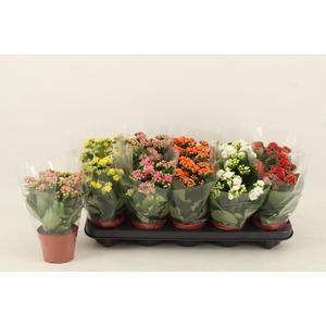 Kalanchoe blos.   ..rosebud mix  5
