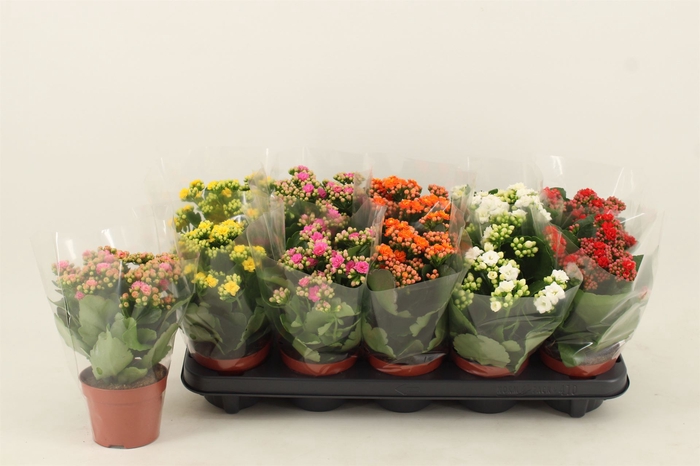 <h4>Kalanchoe blos.   ..rosebud mix  5</h4>