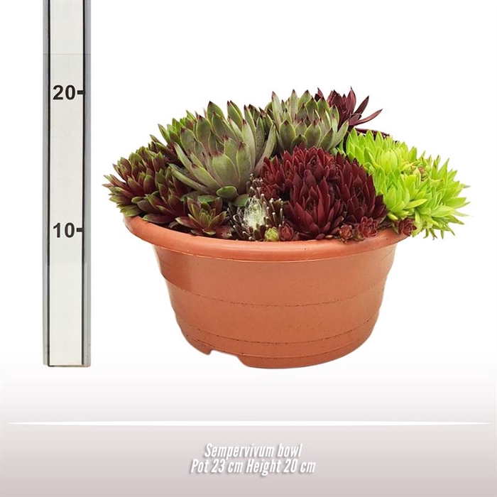 Sempervivum schaal