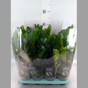 Zamioculcas zamiifolia 'Lima'