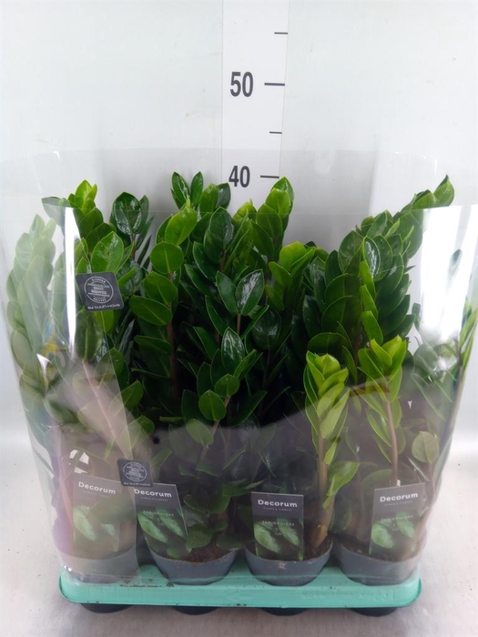 <h4>Zamioculcas zamiifolia 'Lima'</h4>