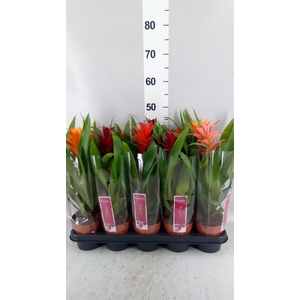 Guzmania   ...mix