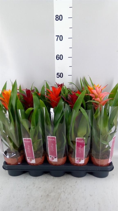 <h4>Guzmania   ...mix</h4>
