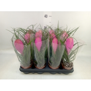 Tillandsia cyanea 'Anita'