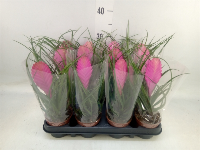 <h4>Tillandsia cyanea 'Anita'</h4>