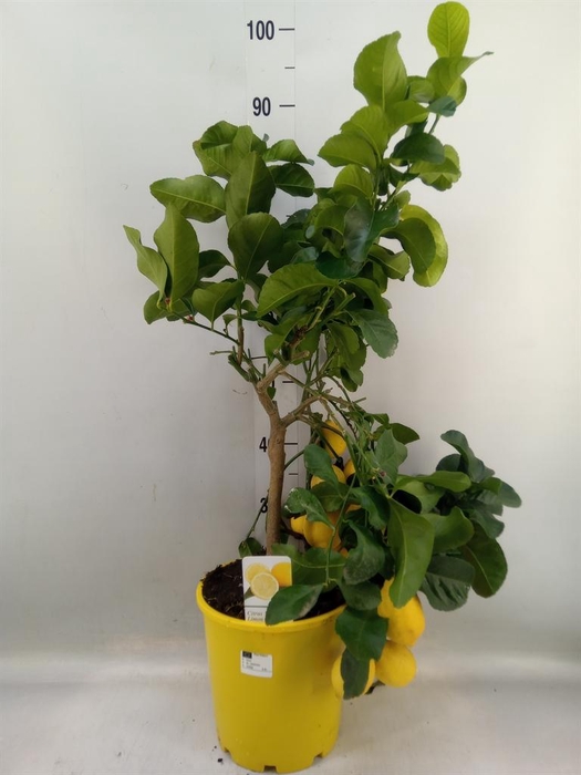 <h4>Citrus   ...</h4>