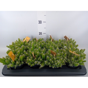 Hylocereus undatus