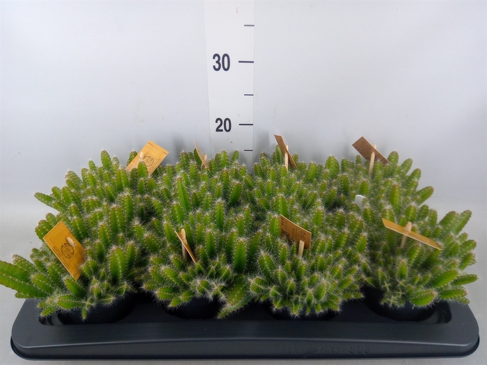 <h4>Hylocereus undatus</h4>