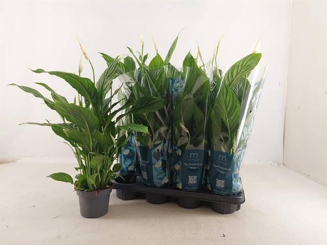 <h4>SPATH STRAUSS</h4>