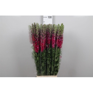 Antir It. Magenta Purple