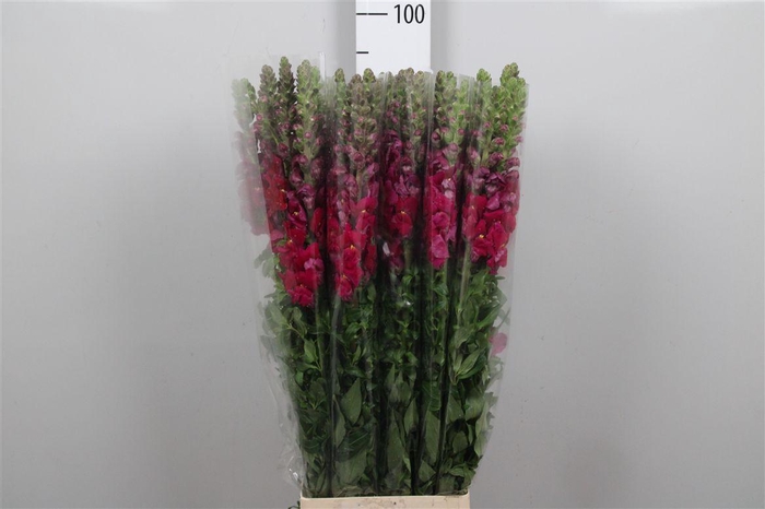 <h4>Antir It. Magenta Purple</h4>