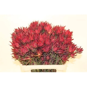 Leucadendron Blush Spray Flora United