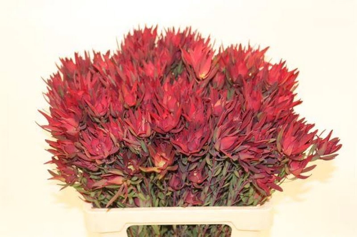 <h4>Leucadendron Blush Spray Flora United</h4>