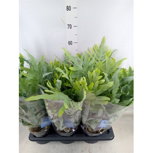 Phlebodium aureum 'Blue Star'