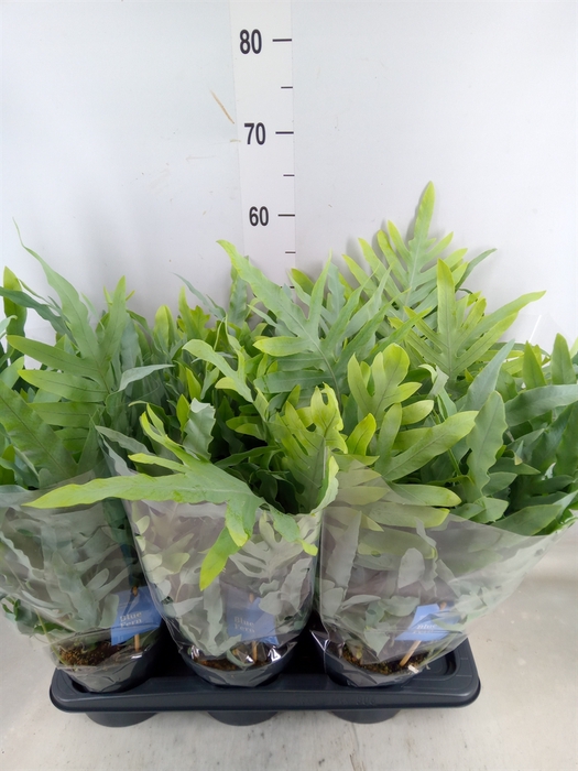 <h4>Phlebodium aureum 'Blue Star'</h4>