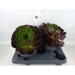 xSemponium  'Destiny'