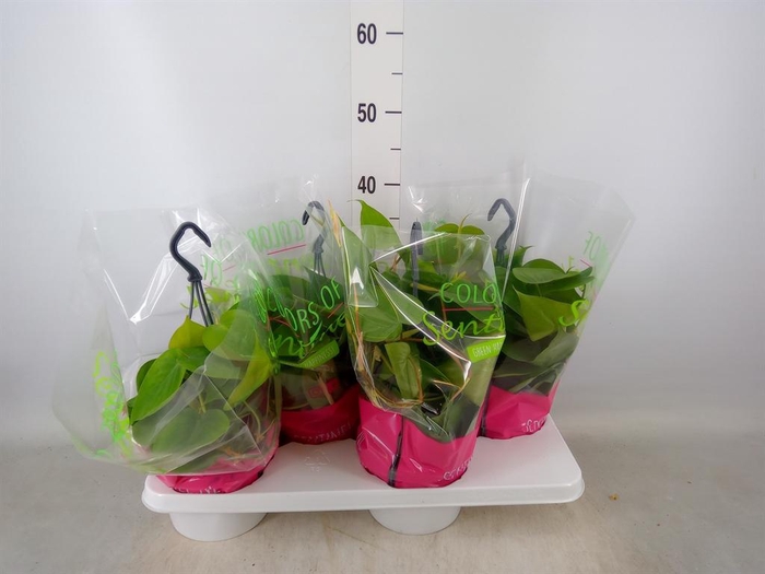 <h4>Philodendron scand.</h4>