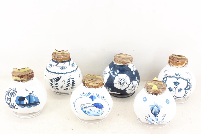 <h4>arr4 Amaryllis VH - Delfts Blauw Mix XXL</h4>