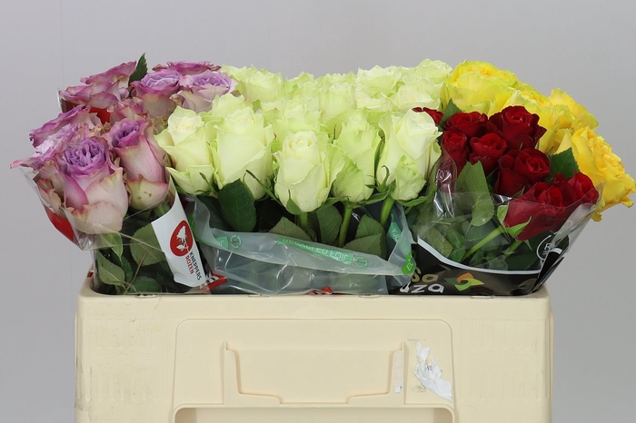 <h4>Rosa Gr Gemengd Fantasy</h4>