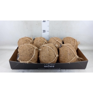 Pot   ...versierd H%