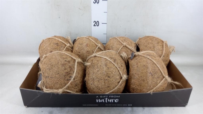 <h4>Pot   ...versierd H%</h4>