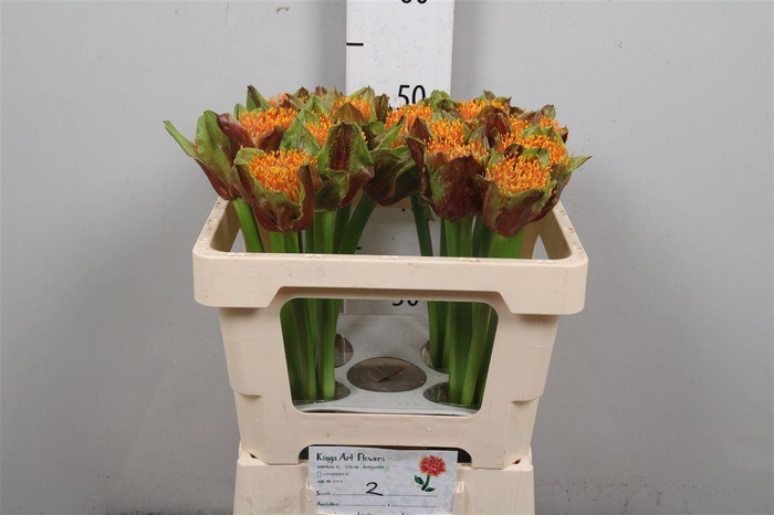 <h4>Scadoxus P Blitz</h4>