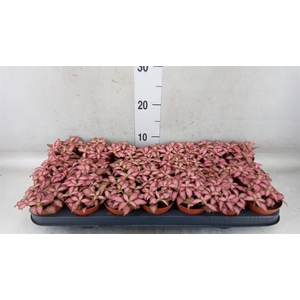 Fittonia  'Mosaic Pink Forest Flam'