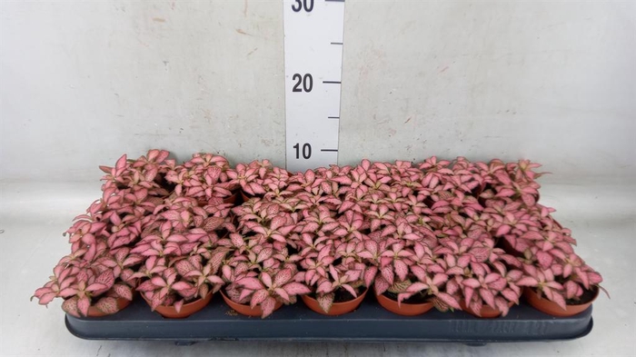 <h4>Fittonia  'Mosaic Pink Forest Flam'</h4>