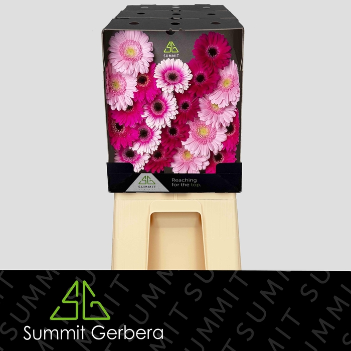 <h4>Germini Mix Dream Purple  Diamond</h4>