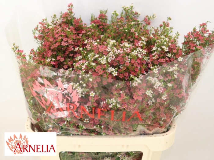 <h4>Chamelaucium My Sweet Sixteen</h4>