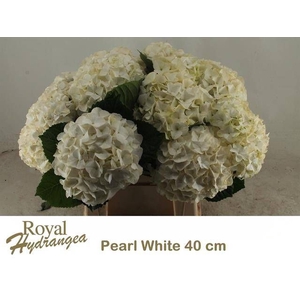 HYDR M MAG PEARL WIT