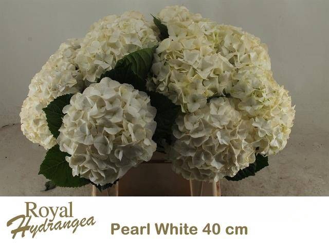 <h4>HYDR M MAG PEARL WIT</h4>