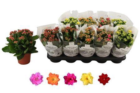 <h4>Kal Ge Ro Gem 5 Kl</h4>