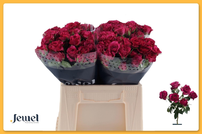 <h4>ROSA TR 'CHEYENNE'</h4>