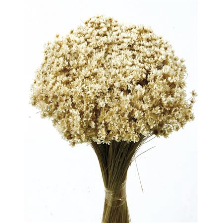 <h4>Dried Marcela Natural Bunch</h4>