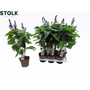 SALVIA BLACK & BLOOM