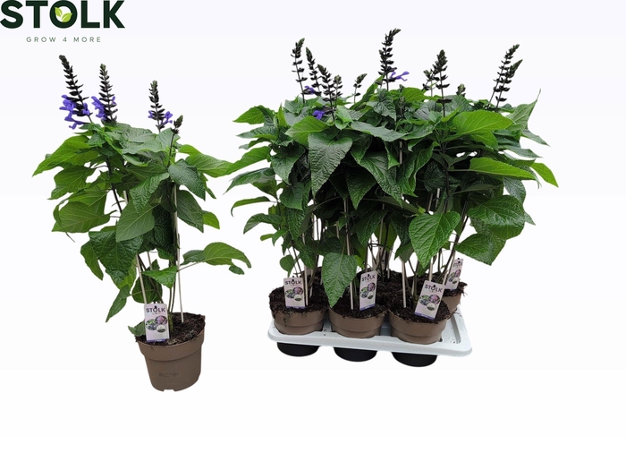 <h4>SALVIA BLACK & BLOOM</h4>