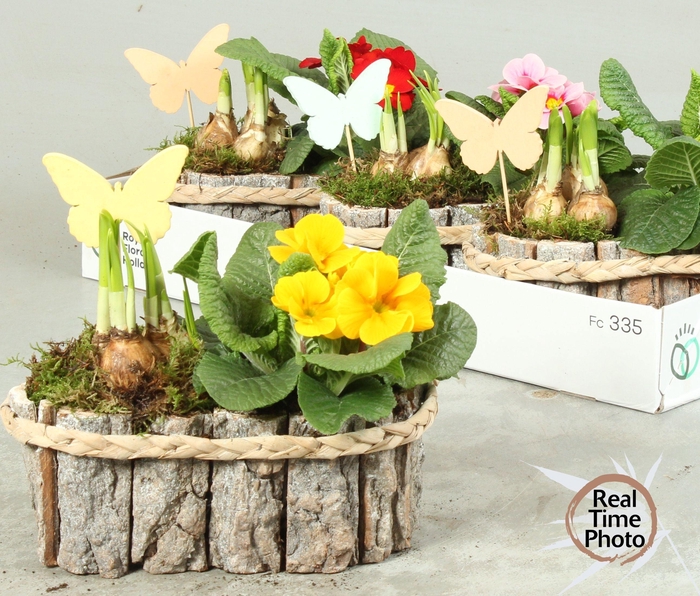 <h4>ARR TUINPLANTEN</h4>