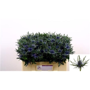 Eryngium Orion