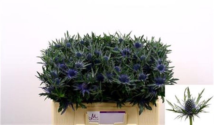 <h4>Eryngium Orion</h4>