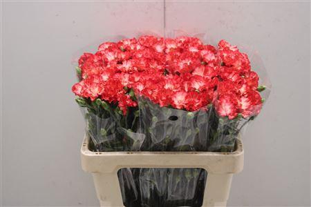 <h4>Di Tr Symply Sun</h4>