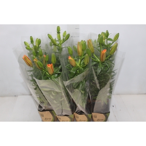 LIRIO VARIADO P12 QUADRADO