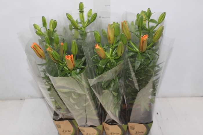 <h4>LIRIO VARIADO P12 QUADRADO</h4>