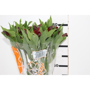 ALSTROEMERIA ANGELINA 080 CM