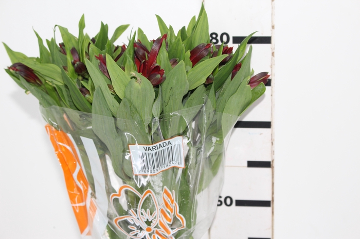 <h4>ALSTROEMERIA ANGELINA 080 CM</h4>