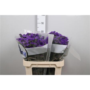 Lim S Cryst Dark Blue