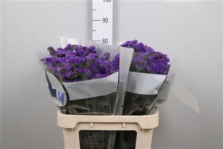 <h4>Lim S Cryst Dark Blue</h4>