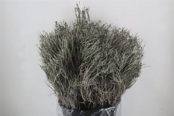 <h4>Thym Calabria P Bunch</h4>