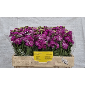 MATTH STOX DEEP ROSE